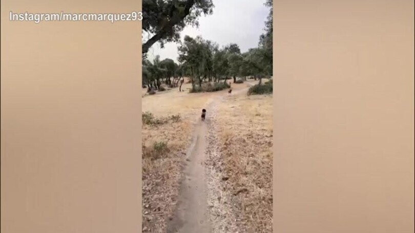 Marquez sorride: "Oggi passeggiata con i cani.."