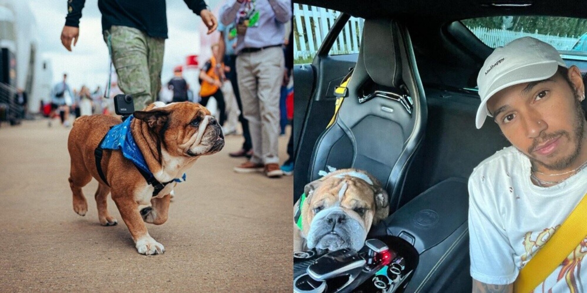 Roscoe, influencer vegano: il bulldog di Hamilton da 670 euro al dì