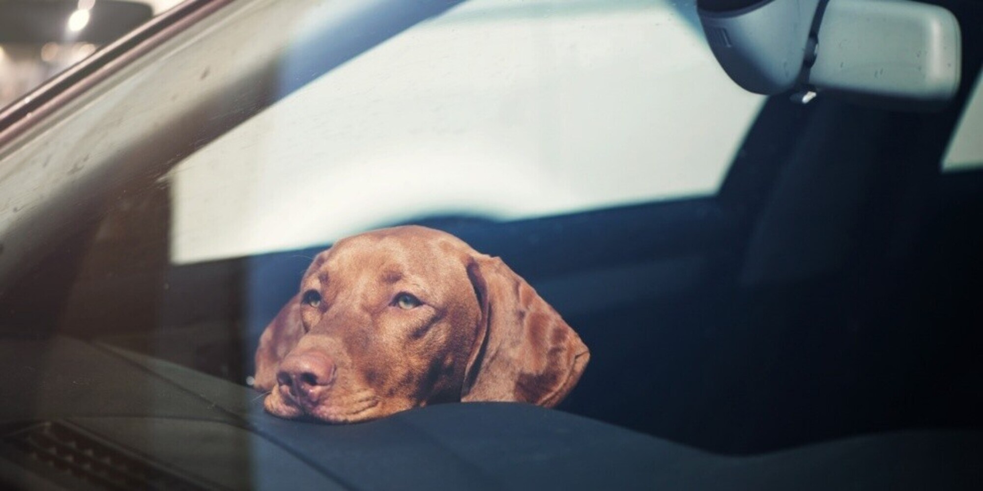 L'auto al sole è una trappola mortale per i cani: cosa fare e a chi segnalare situazioni a rischio