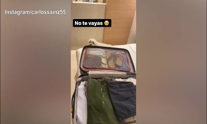 F1: valigie pronte per Sainz, ma il cane non la prende bene...