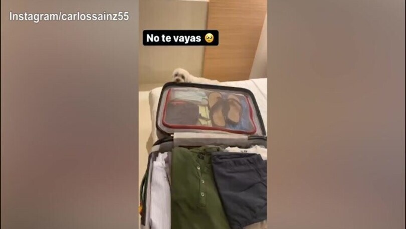 F1: valigie pronte per Sainz, ma il cane non la prende bene...