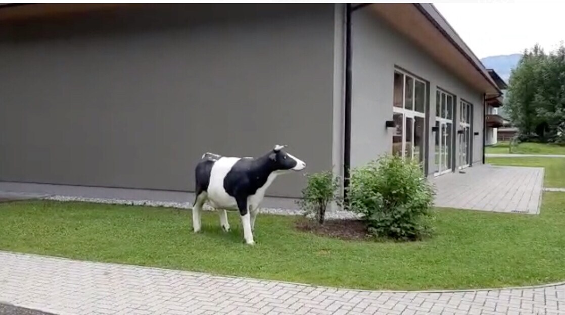 L'hotel del Toro? È pieno di... mucche!