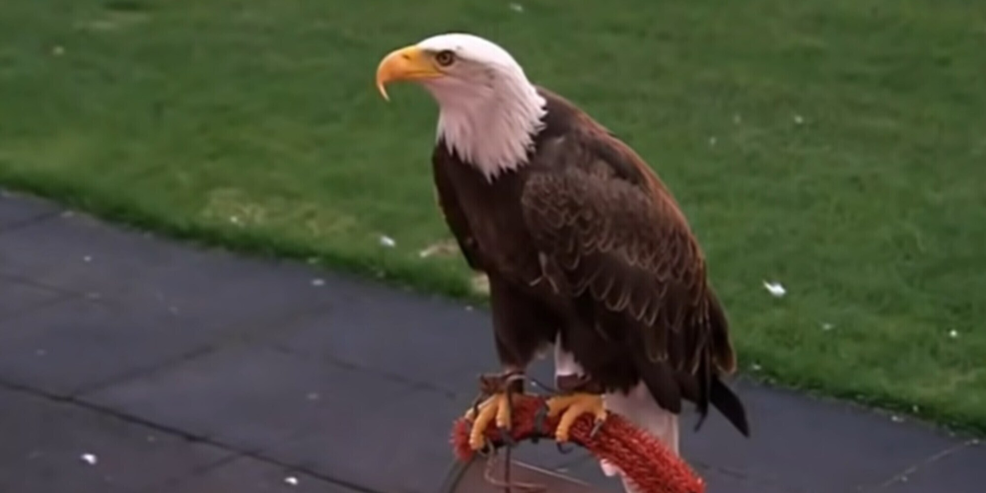 Gli animalisti al Benfica: "Basta voli allo stadio per l'aquila Vitoria"
