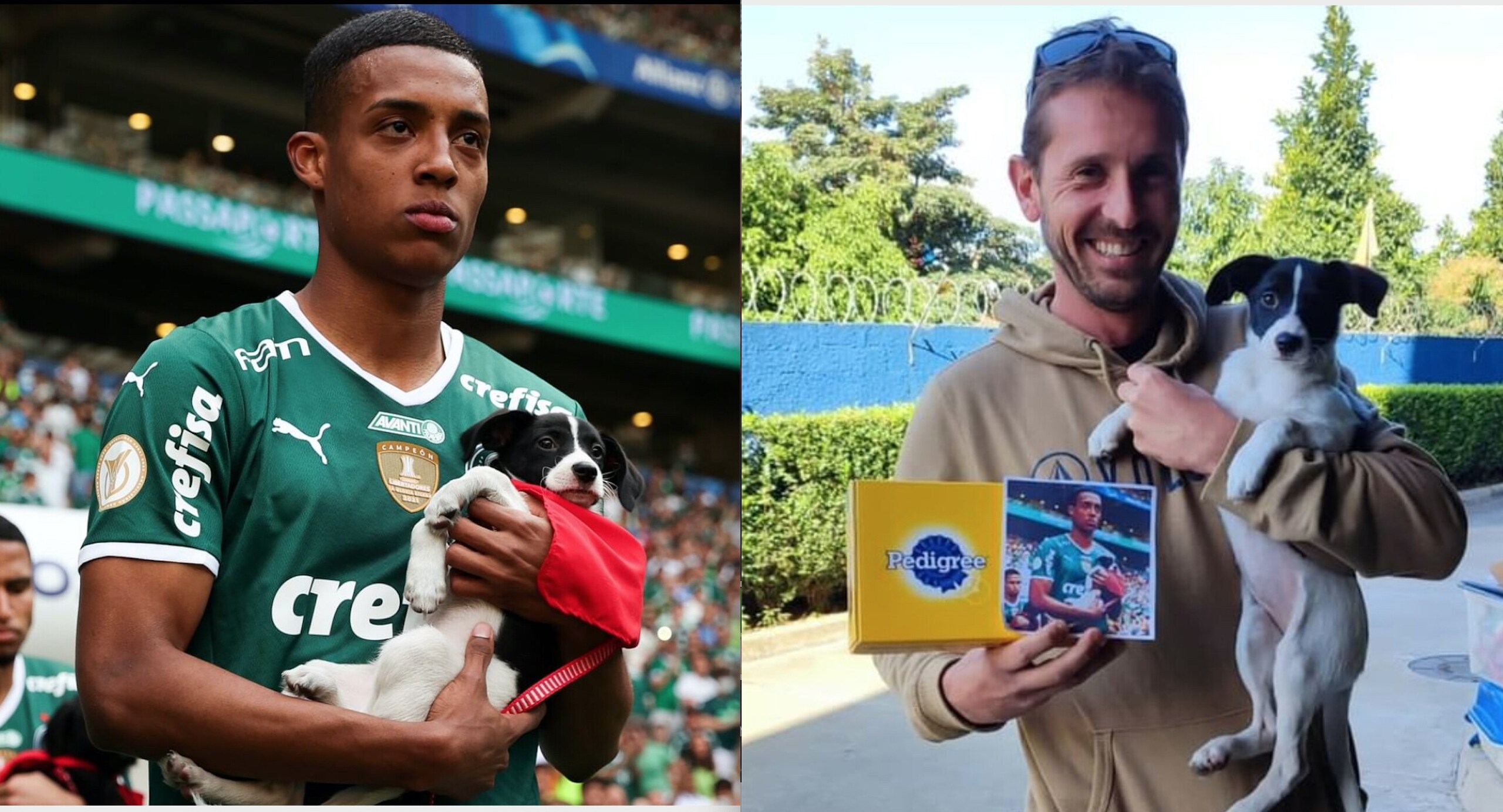Il Palmeiras scende in campo con i cani e li fa adottare