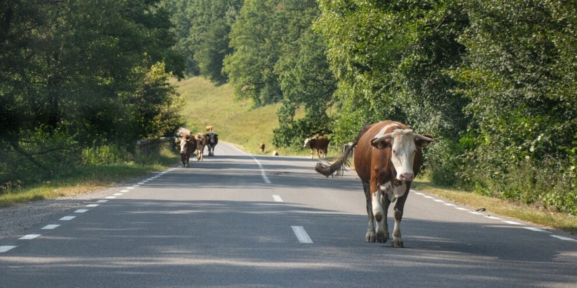 Scontro tra auto della polizia e una mucca: agenti feriti e bovino morto