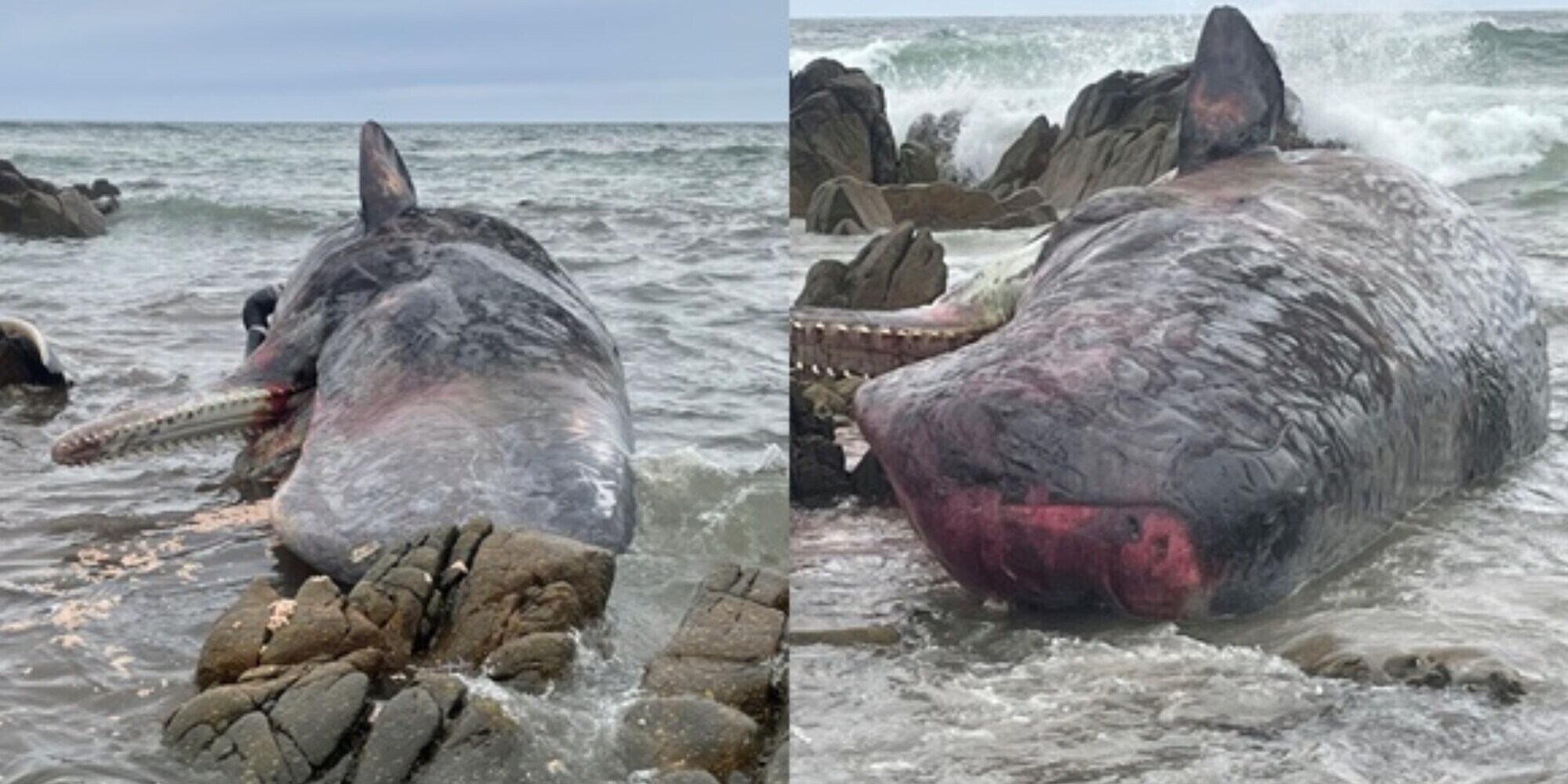 Australia, 230 balene spiaggiate in Tasmania: salve solo la metà