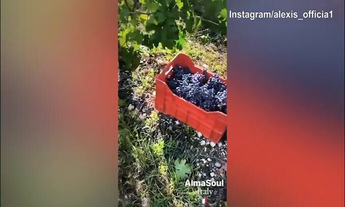 Azienda vinicola in Friuli, ecco i prodotti di Sanchez