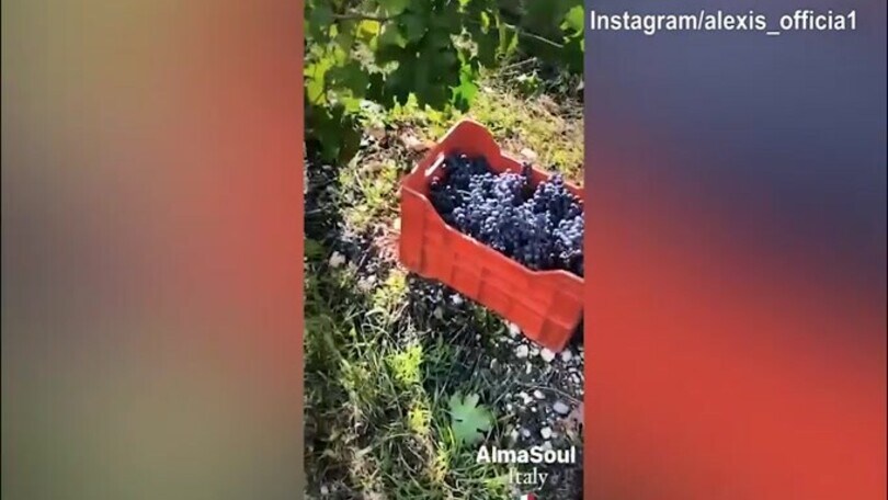 Azienda vinicola in Friuli, ecco i prodotti di Sanchez