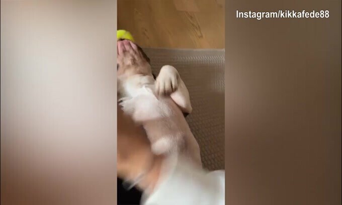 Palla contesa, "guerra" tra Federica Pellegrini ed il cane