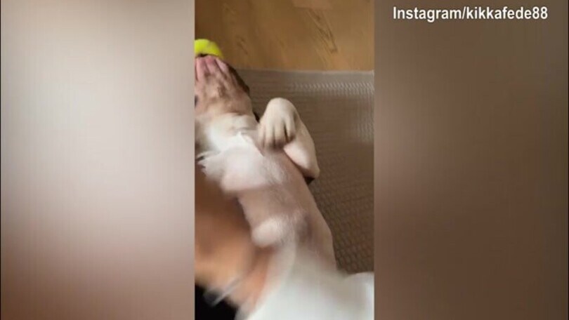 Palla contesa, "guerra" tra Federica Pellegrini ed il cane