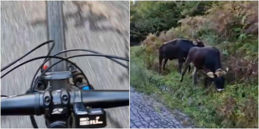 Milan, Ibra sfreccia in bici tra le mucche