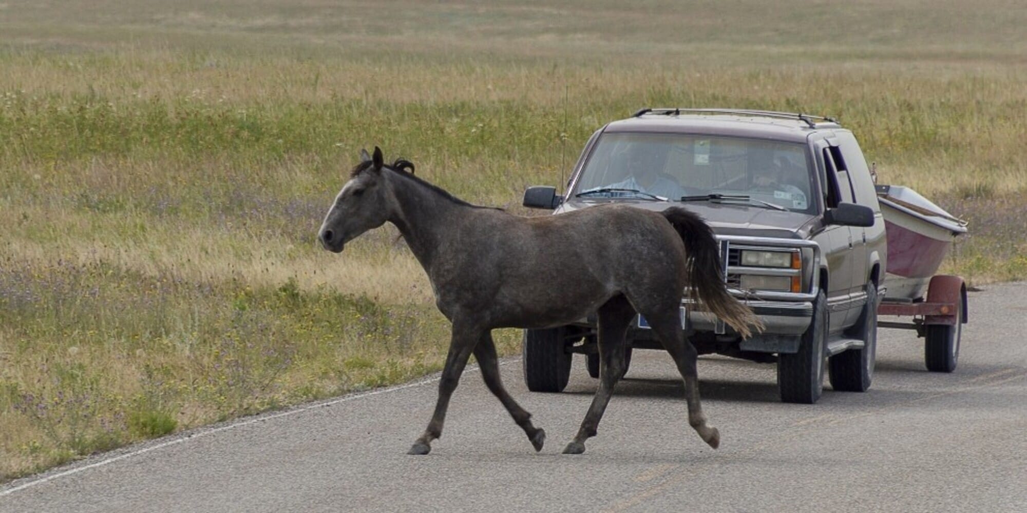 Cavallo al galoppo sulla statale: fatale l'impatto con una Citroen