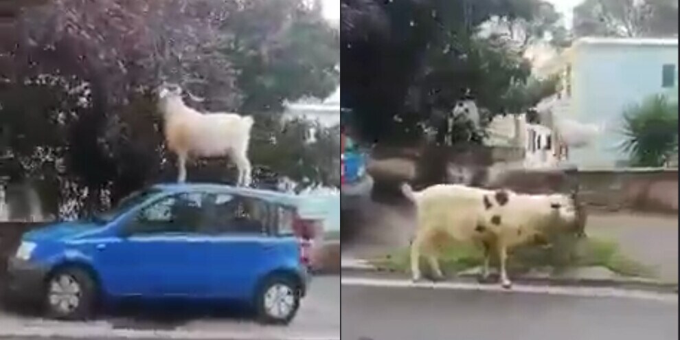 Sul tetto dell'auto per mangiare le foglie: gregge affamato per le strade