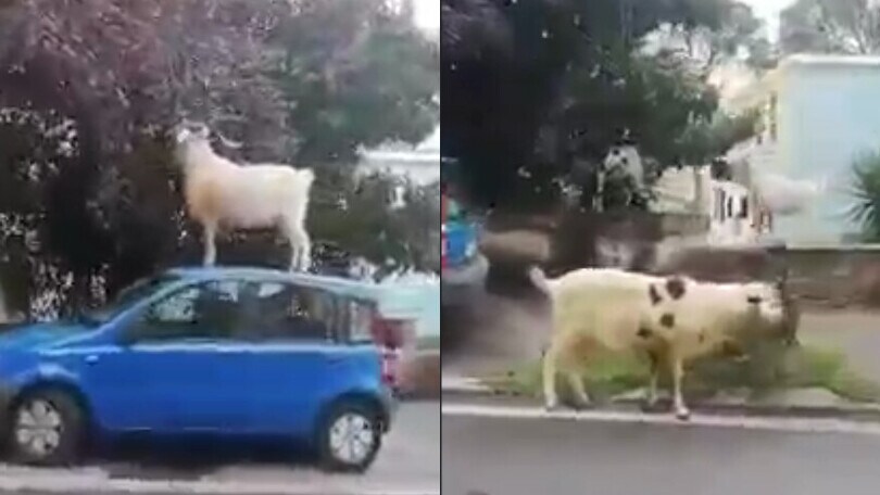 Sul tetto dell'auto per mangiare le foglie: gregge affamato per le strade