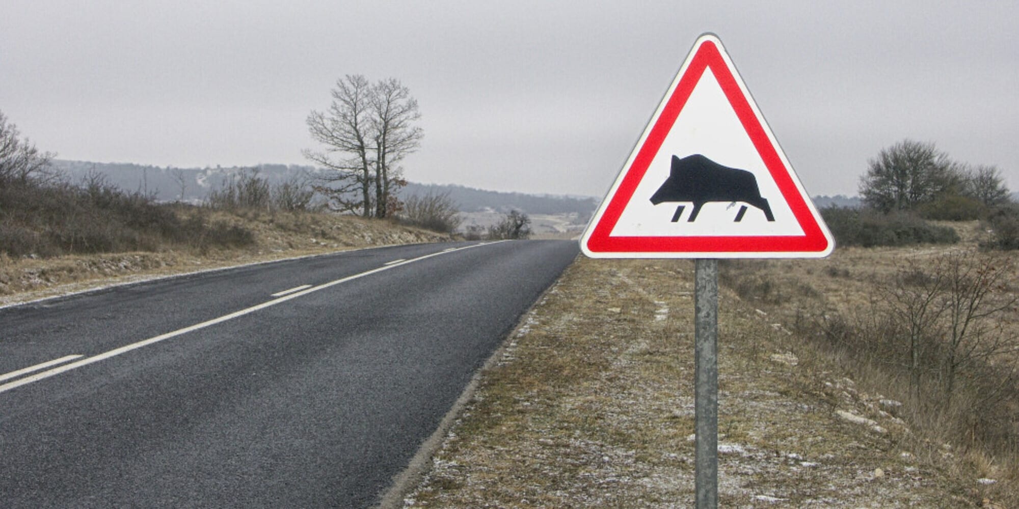 Auto contro cinghiale: l'assicurazione non risarcisce il sindaco