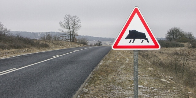 Cinghiale Adesivi Per Auto Adesivi Per Cinghiali Decalcomania Per Cinghiale Adesivi Per Cinghiale Animali Selvatici Animali Della Foresta Adesivi Per Auto Adesivi Per Cinghiale Accessori Auto 274 - Italia