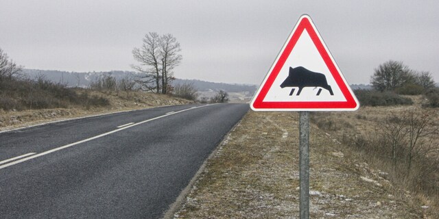 Cinghiale Adesivi Per Auto Adesivi Per Cinghiali Decalcomania Per Cinghiale Adesivi Per Cinghiale Animali Selvatici Animali Della Foresta Adesivi Per Auto Adesivi Per Cinghiale Accessori Auto 274 - Italia