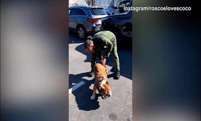Hamilton e il cane sullo skateboard