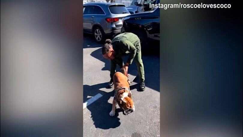 Hamilton e il cane sullo skateboard