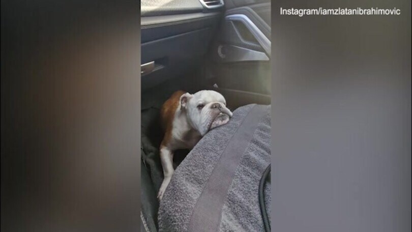 Ibra e il buongiorno con il cane: il video pubblicato sui social