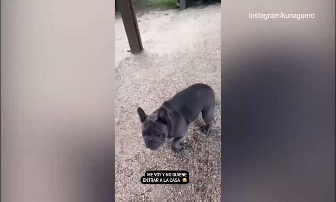 Aguero parte per il Qatar, la reazione del cagnolino è incredibile!