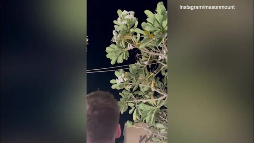 Inghilterra, svelato il "portafortuna": un uccellino sporca Shaw