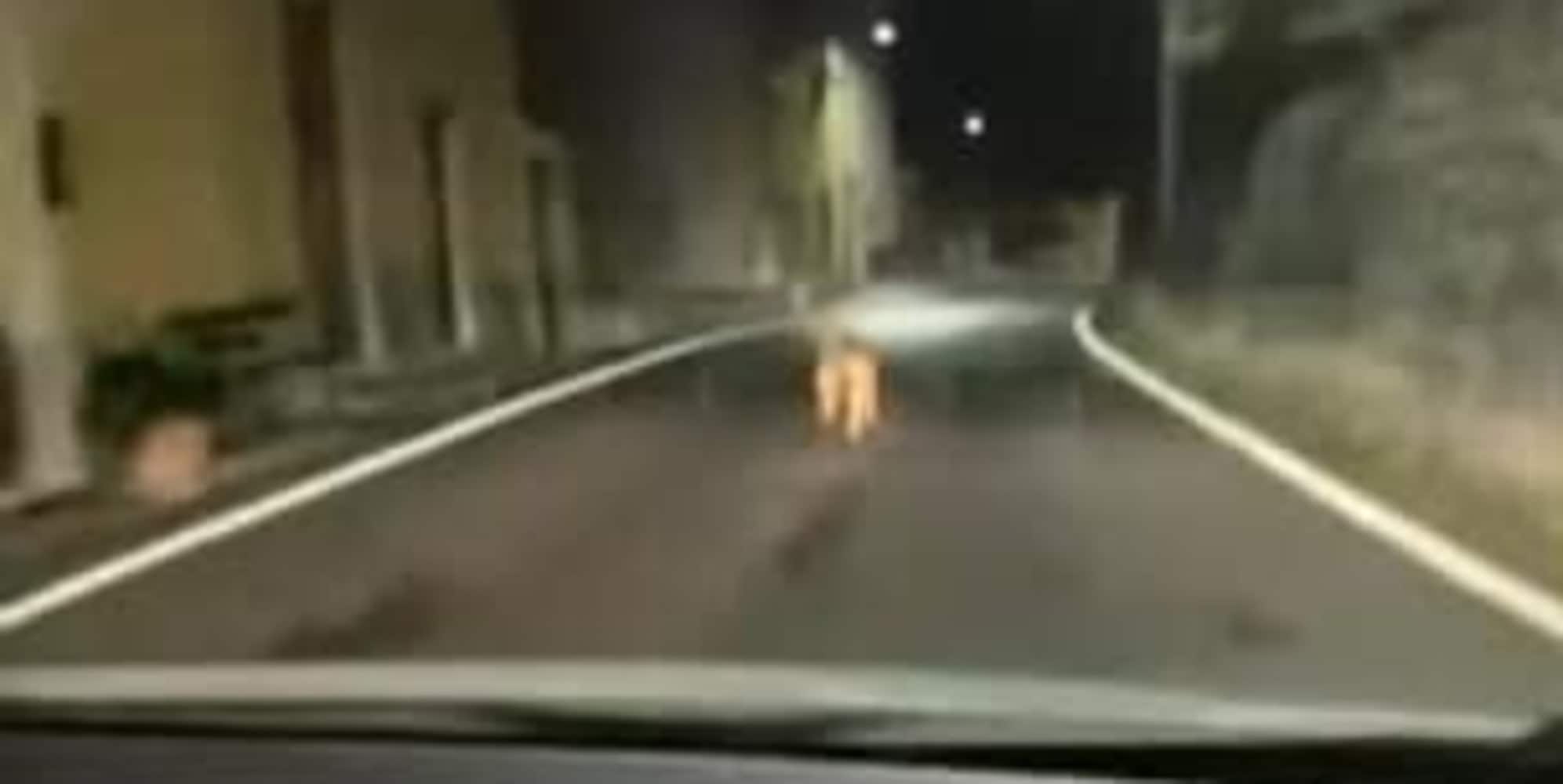 Lupo scappa dall'auto che lo insegue: il video fa insorgere il web