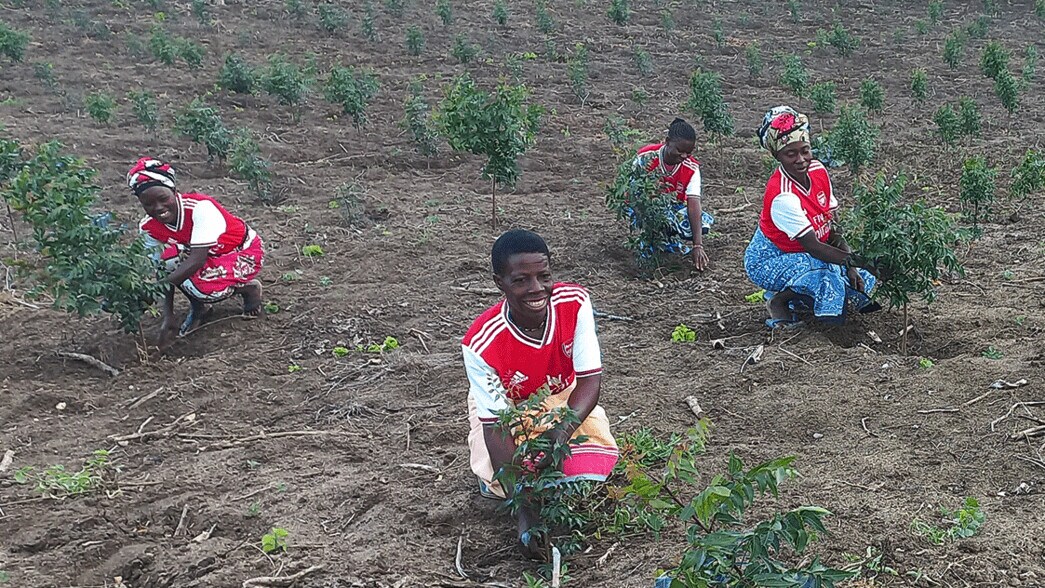 La foresta dell'Arsenal: da imitare!