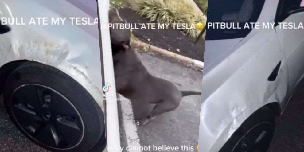 Pitbull scatenato distrugge una Tesla Model 3