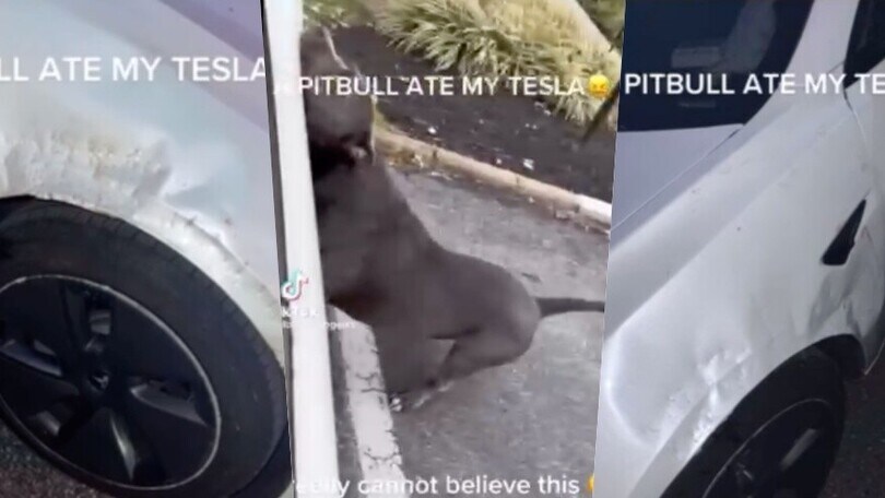 Pitbull scatenato distrugge una Tesla Model 3