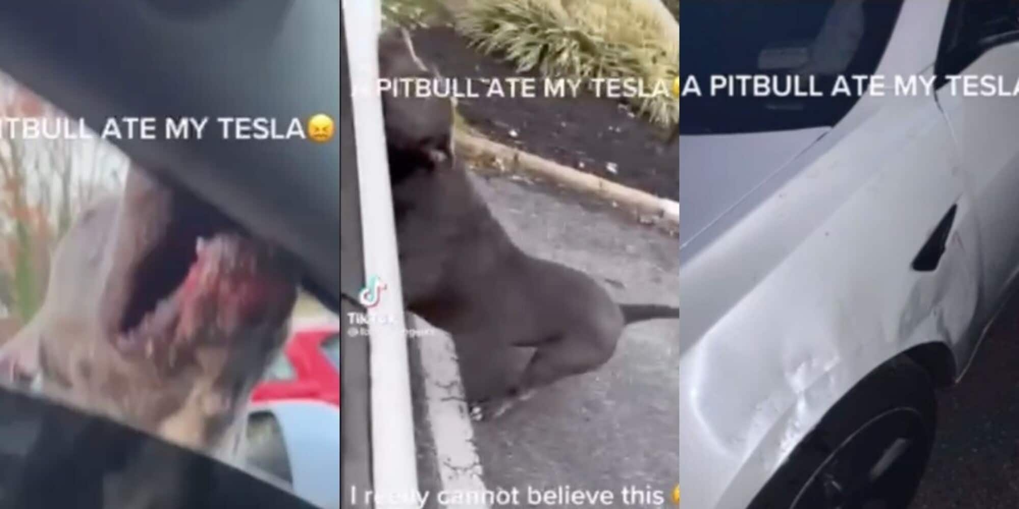 Tesla distrutta dall'ira di un Pitbull: il video dell'attacco clamoroso