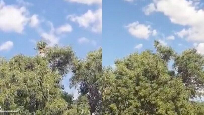 Avete mai festeggiato in cima a un albero? Questo tifoso dell'Argentina ci è riuscito!