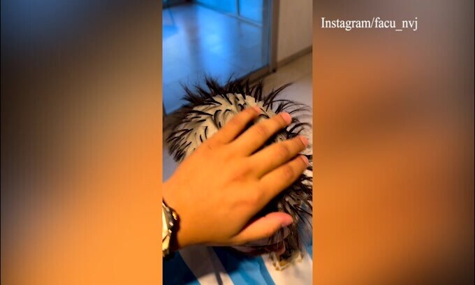 Tagliafico, nuovo taglio di capelli