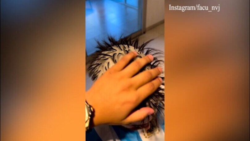 Tagliafico, nuovo taglio di capelli