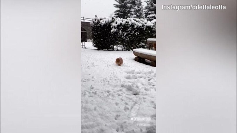 Domenica in mezzo alla neve per Diletta Leotta ed il cane