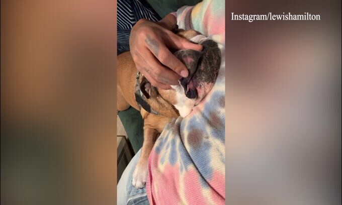 Hamilton, coccole con un amico speciale