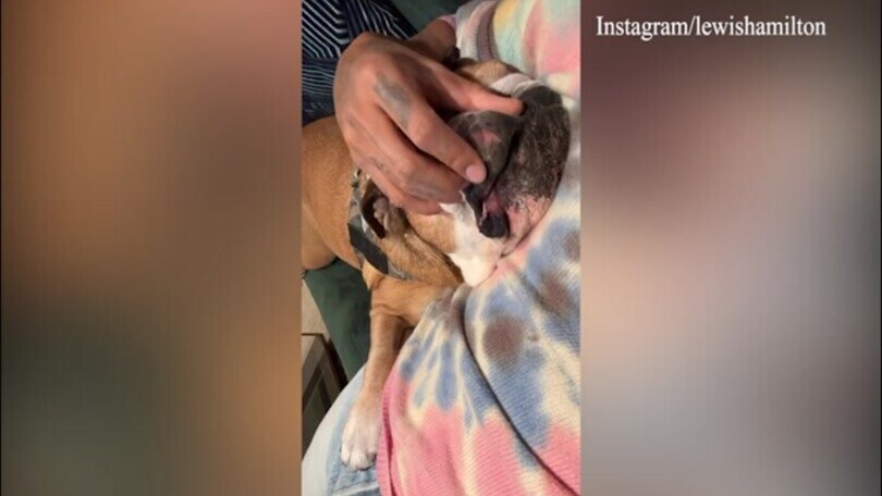 Hamilton, coccole con un amico speciale