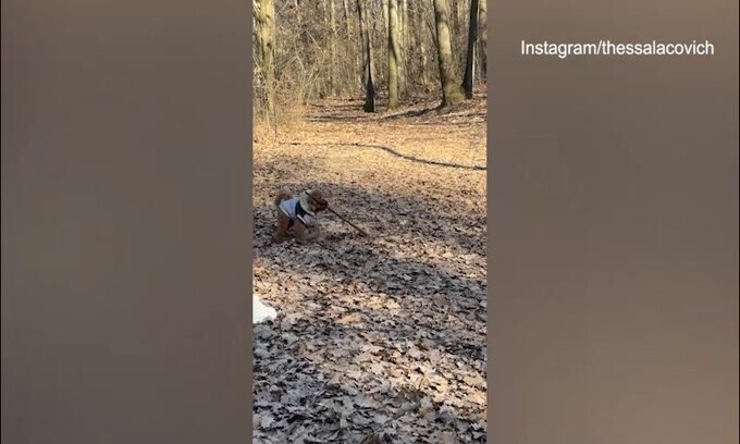 Juve, per Loca e Thessa passeggiata col cagnolino