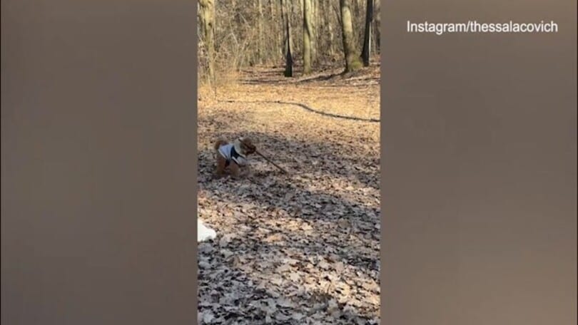 Juve, per Loca e Thessa passeggiata col cagnolino