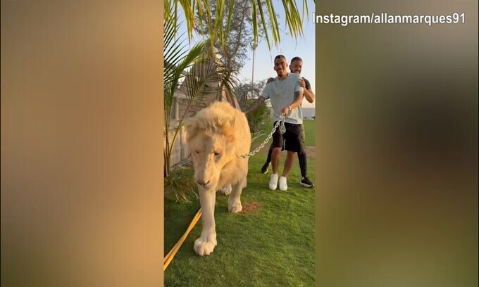 Allan passeggia con...un leone