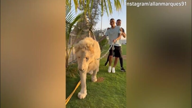 Allan passeggia con...un leone