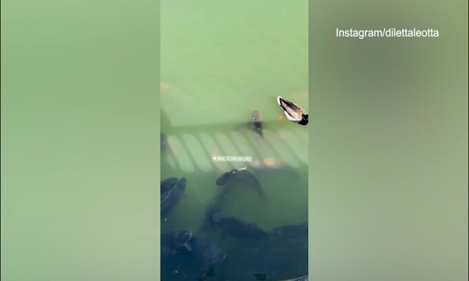 Nel cuore di un parco di Madrid sbuca... Diletta Leotta!