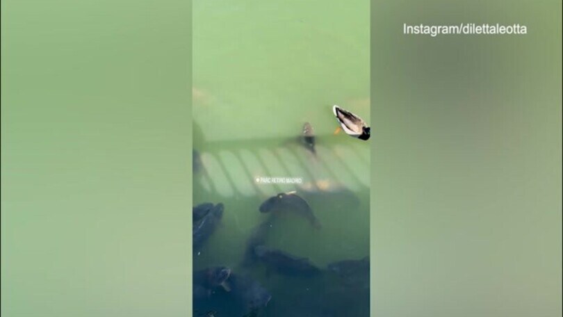 Nel cuore di un parco di Madrid sbuca... Diletta Leotta!