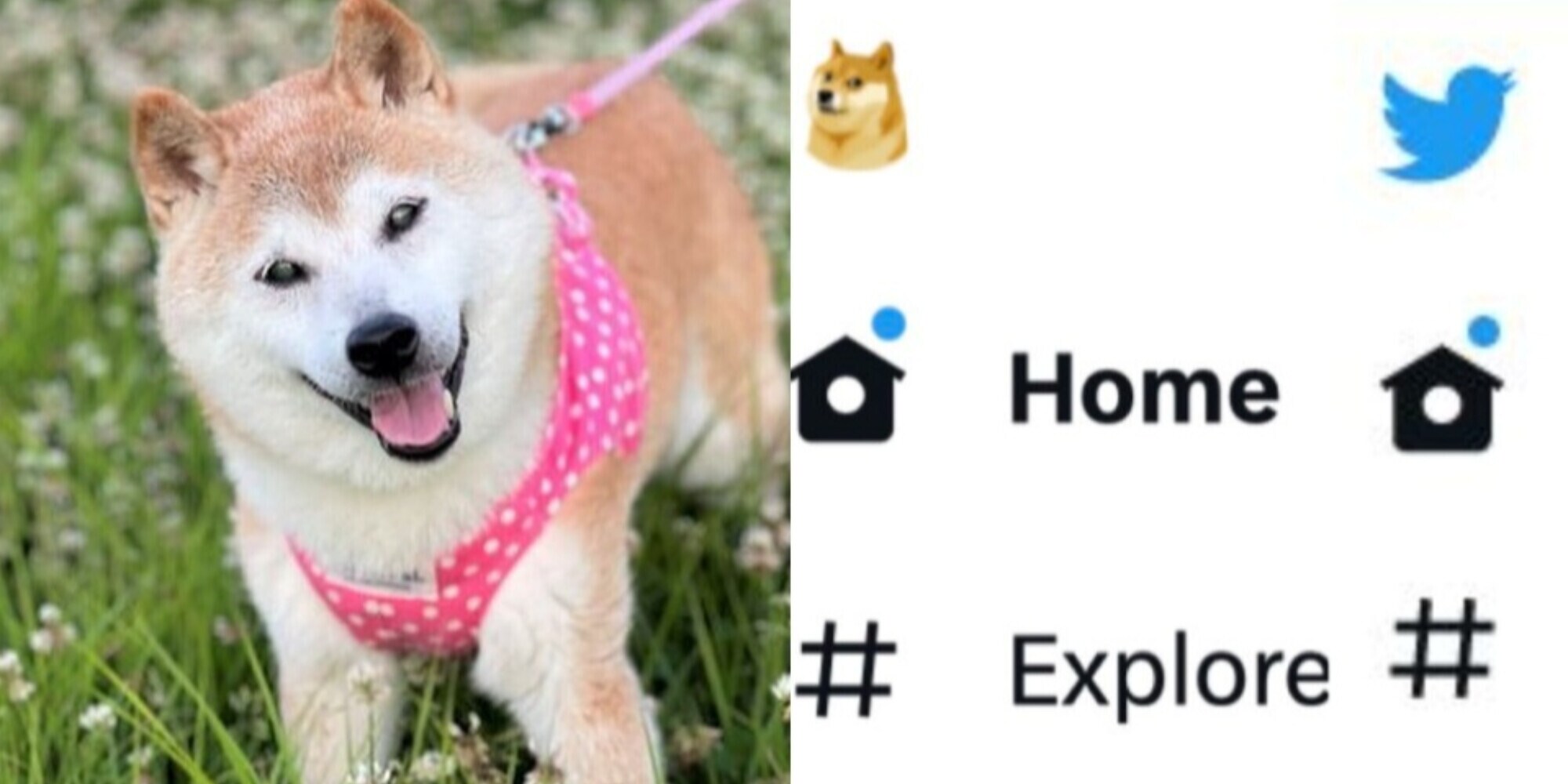 Kabosu, dai meme allo sbarco su Twitter: la storia del cane social