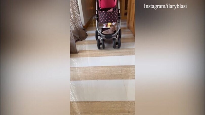Casa Ilary, un passeggino per il gatto