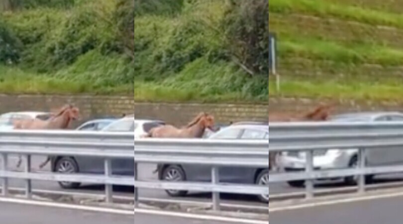Napoli, c'è un cavallo che corre in tangenziale!
