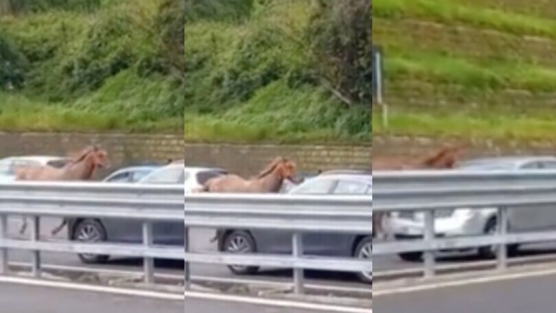 Napoli, c'è un cavallo che corre in tangenziale!