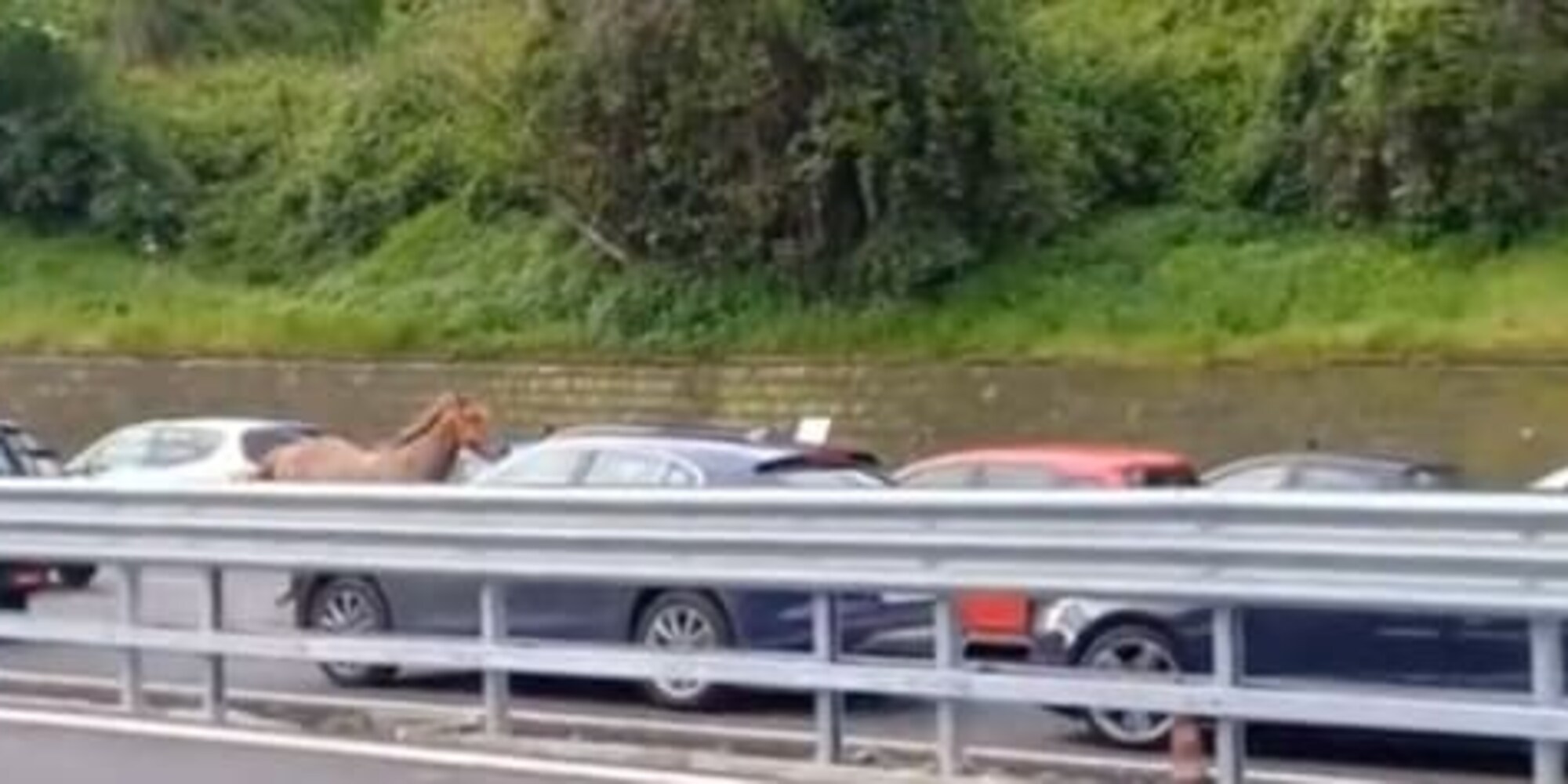 Momenti di panico a Napoli: cavallo galoppa contromano in Tangenziale