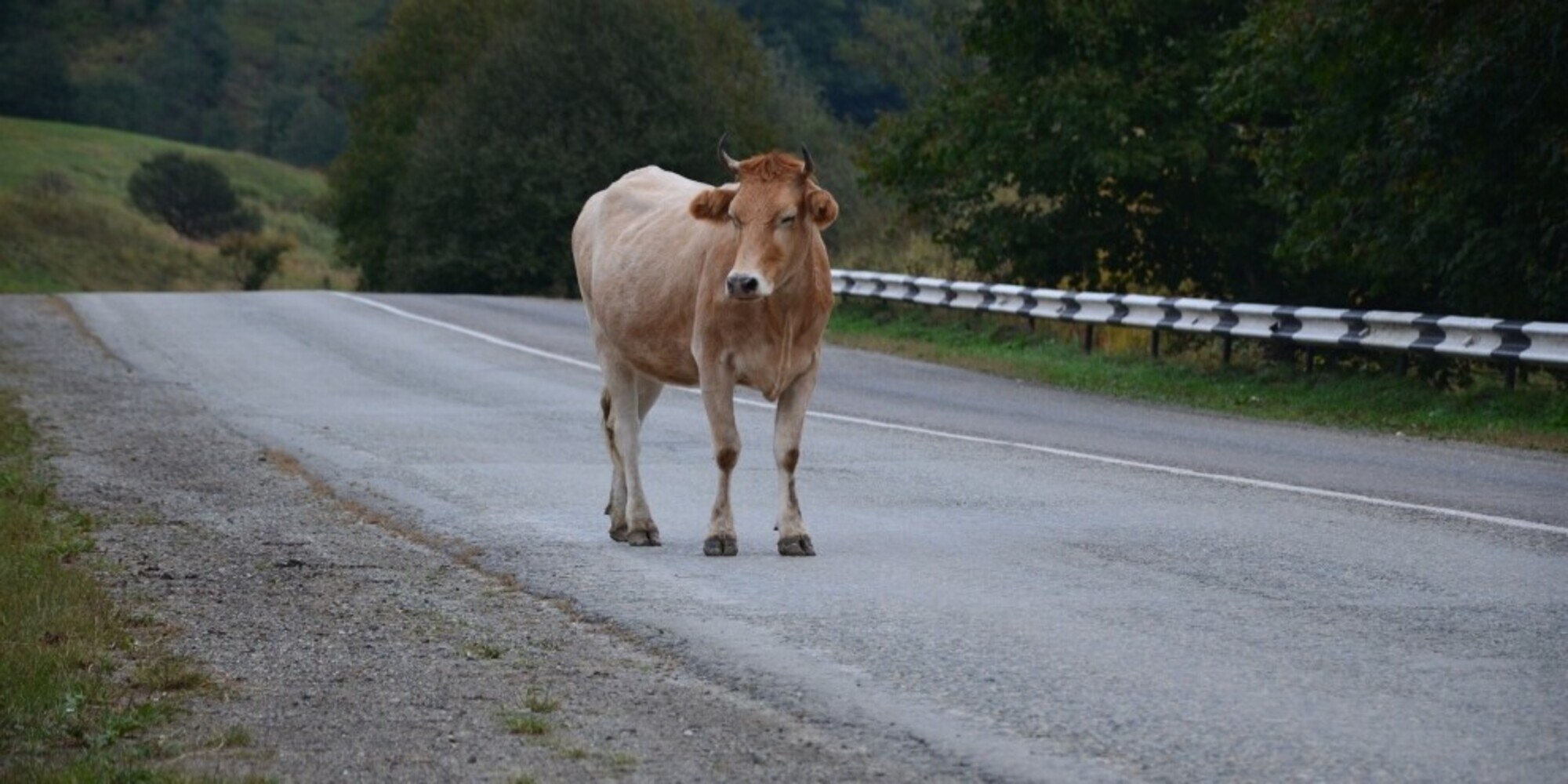 Triplo schianto in autostrada: le vetture sbattono contro... le mucche!