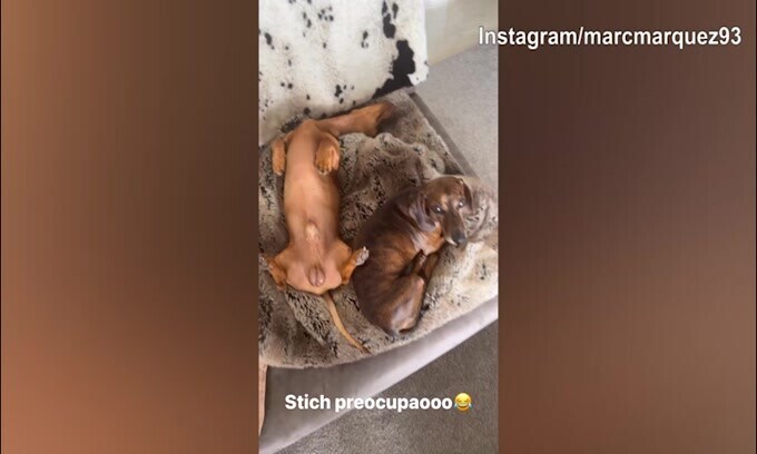Casa Marquez, Moto Gp in tv: l'interesse del cane non è molto alto...